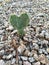 Small Heart-Shaped Cactus