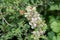 Small Heath Butterfly Coenonympha pamphilus