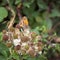 Small Heath Butterfly Coenonympha pamphilus