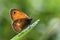 The small heath butterfly , Coenonympha pamphilus , butterflies of Iran