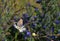 The Small Heath Butterfly on Leucanthemum Flower