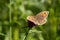 Small Heath Butterfly resting on a Blackberry bush