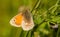 A small heath butterfly sitting on a vetch