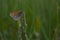 Small heath buttery in nature on a plant, close up, macro