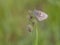 Small heath, Coenonympha pamphilus