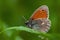 Small heath Coenonympha pamphilus