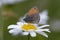 The small heath Coenonympha pamphilus is a butterfly species belonging to the family Nymphalidae. Beautiful red butterfly among