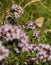 Small Heath feeding on nectar