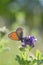 Small heath, small orange and gray buttefly on a purple flower