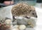 Small hedgehog with brown and white spikes