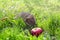 Small hedgehog in green grass with red apples in morning summer in sun light