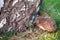 Small hedgehog near the birch log