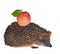 Small hedgehog with red apple