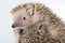 Small hedgehog tenrec