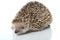 Small hedgehog tenrec