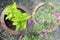 Small herb and flower garden plant on a patio