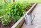 Small herb garden and metal watering can. Garden bed with spearmint and greenery.