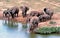 A small herd of Addo elephants at the Domkrag Dam waterhole