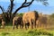 Small herd of african elephants. Kenya, Africa