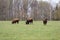 Small herd of american buffalo bison on grass pasture