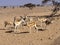 Small herd of Arabian sand gazelle, Gazella marica, Al Wusta Wildlife Reserve, Oman