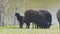 Small herd of black sheep graze on the shore of lake
