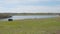 Small herd of black sheep graze on the shore of lake