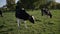 a small herd of black and white cows graze on a meadow in a Russian village
