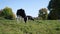 a small herd of black and white cows grazes on a green meadow against the background of a blue summer sky