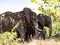 Small herd of Botswana African elephant, Loxodonta africana, feeds on shrub branches in a dense bush. Botswana