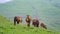 A small herd of brown horses with foals grazing on a green mountain slope during the day