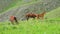 A small herd of brown horses with foals grazing on a green mountain slope during the day
