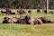 Small herd of buffalo at resting. Masai Mara, Kenya. Africa