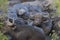 Small herd of buffalo at a waterhole 3