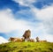 Small Herd of Cattle Resting on Grassy Hilltop