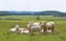 Small herd of Charolais cattle