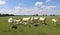 Small herd of Charolais cattle on a green pasture