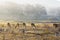 Small herd of chital deer feeding in the early morning sunlight