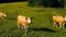 Small herd of cows graze in the Alpine meadow