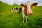 Small herd of cows graze in the Alpine meadow