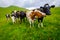 Small herd of cows graze in the Alpine meadow