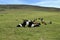 Small herd of cows on hilltop