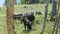 Small herd of domestic milk cows eat fresh grass at summer green field