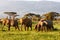 Small herd of elephants. Amboseli, Kenya