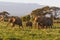 Small herd of elephants. Amboseli, Kenya