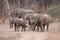 A small herd of elephants running away in South Luangwa national