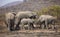 Small herd of elephants standing near trees