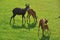 Small herd of fallow deer