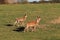 A small herd of farm deer runs along a green meadow with lush grass. Hunting for forest game. Protection of nature and the