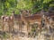 Small herd of female impala antelopes in tree savannah environment looking calm and peaceful in Moremi NP, Botswana